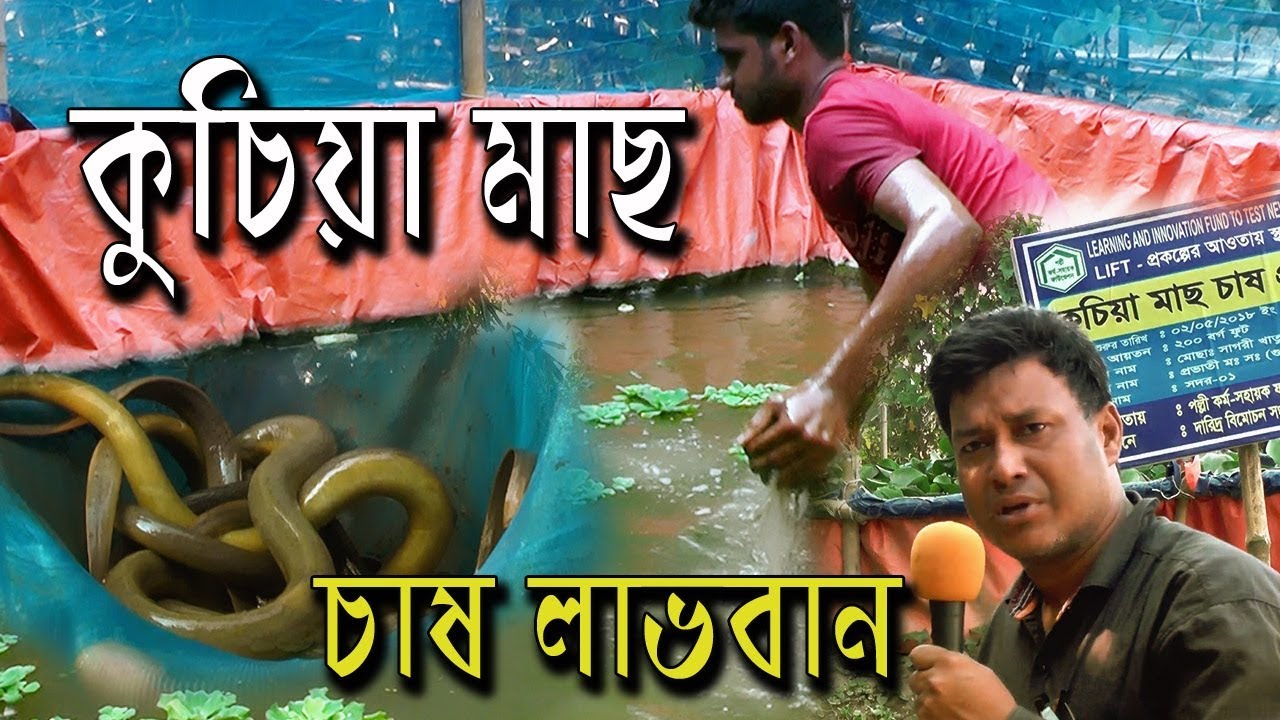 কুচিয়া মাছ চাষ লাভবান হওয়া | মেহেরপুরের গরীব কৃষক কৃষাণী শুরু করেছে | এই মাছ চাষ
