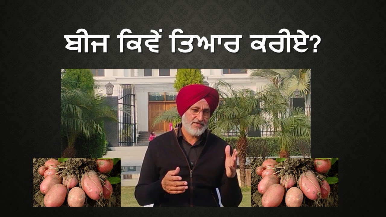 98 - ਆਲੂ  ਬੀਜ ਦੀ ਕੁਆਲਟੀ ਦੇ ਗੁੱਝੇ ਭੇਤ! ਸਿੱਖ ਲਓ ਸਾਰੇ 🌱?