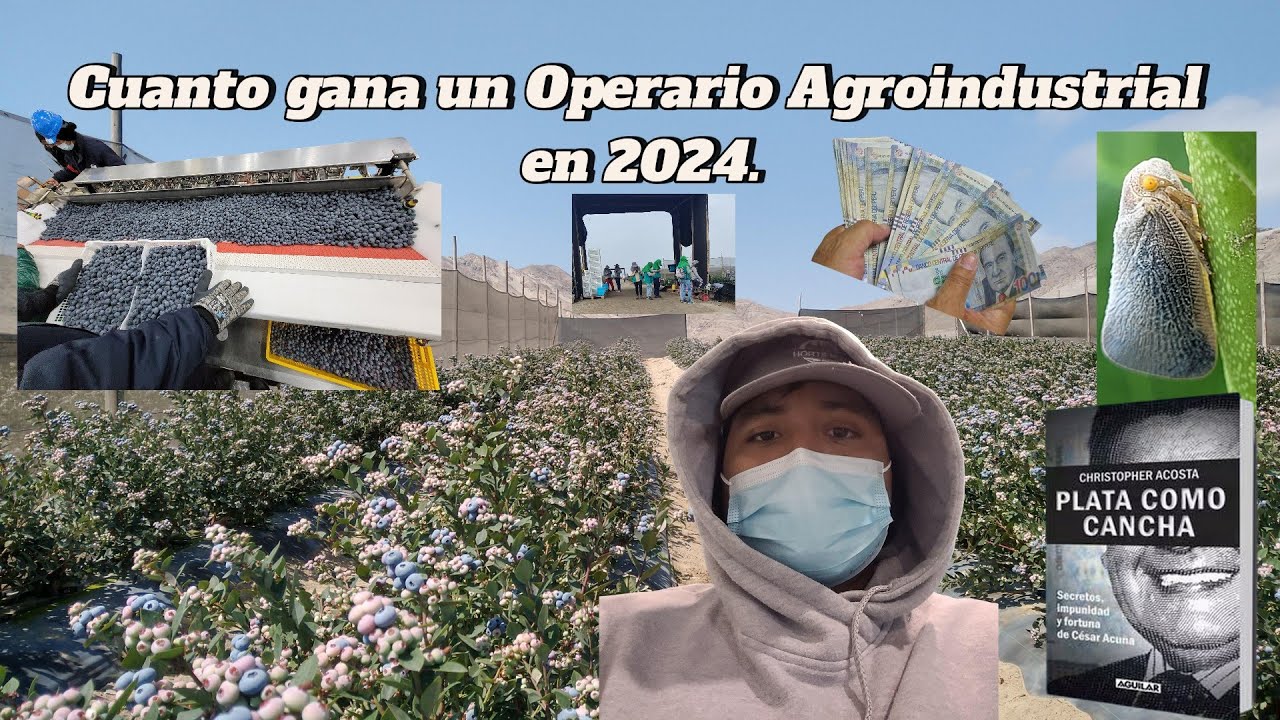 Cuanto gana un operario agroindustrial nuevo/Campaña de Arándano