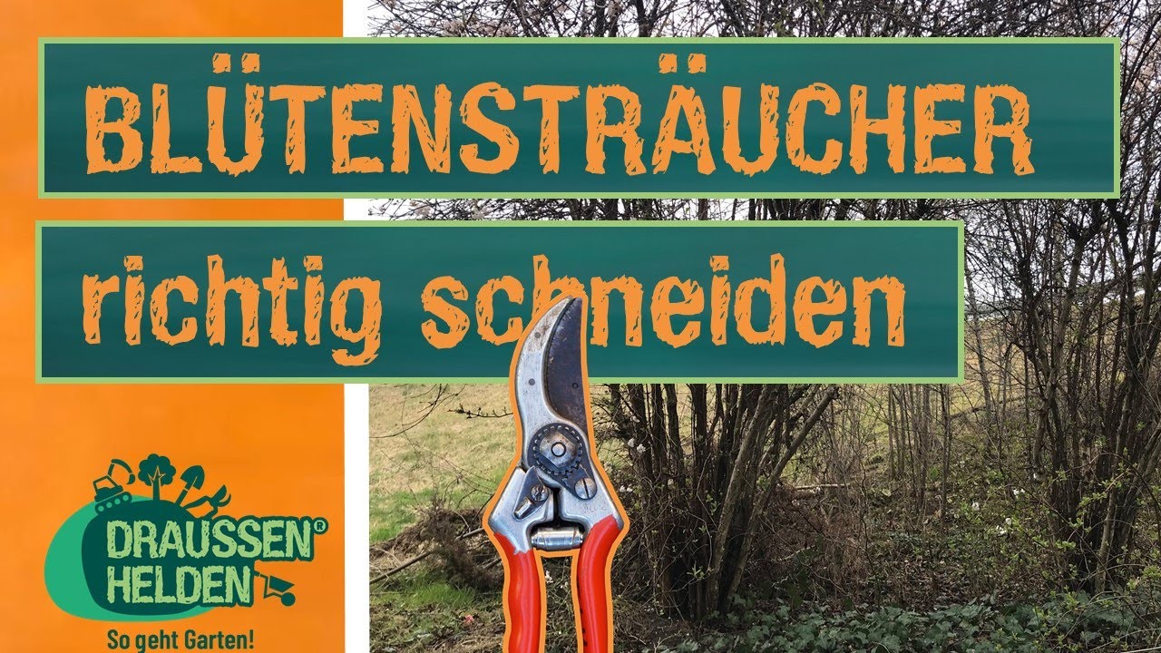 Blütensträucher richtig schneiden