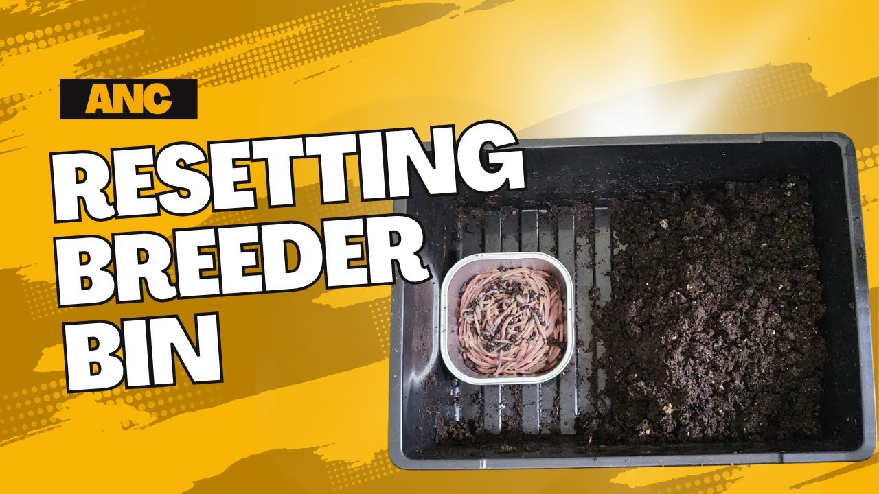 Cocoons Galore! African Night Crawlers Breeding Bin