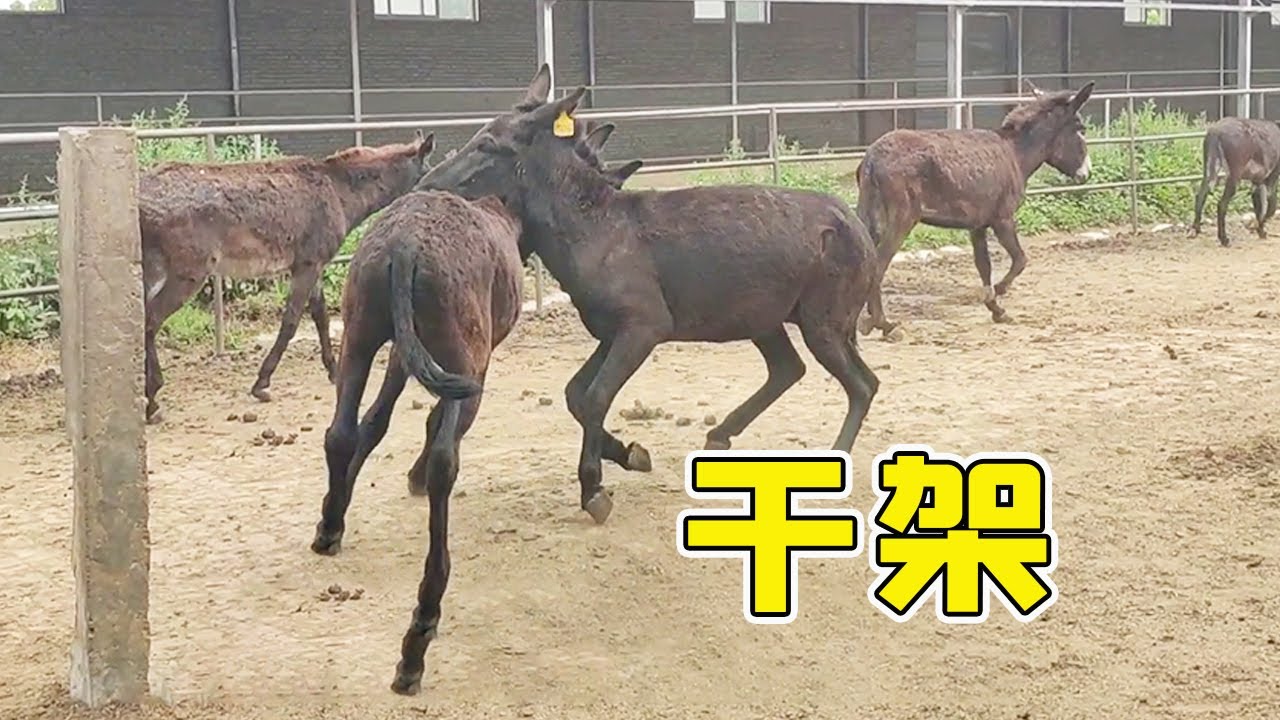 种公驴是非常勇猛的，两头种公驴为了争抢地盘打的非常激烈【黑驴王子】