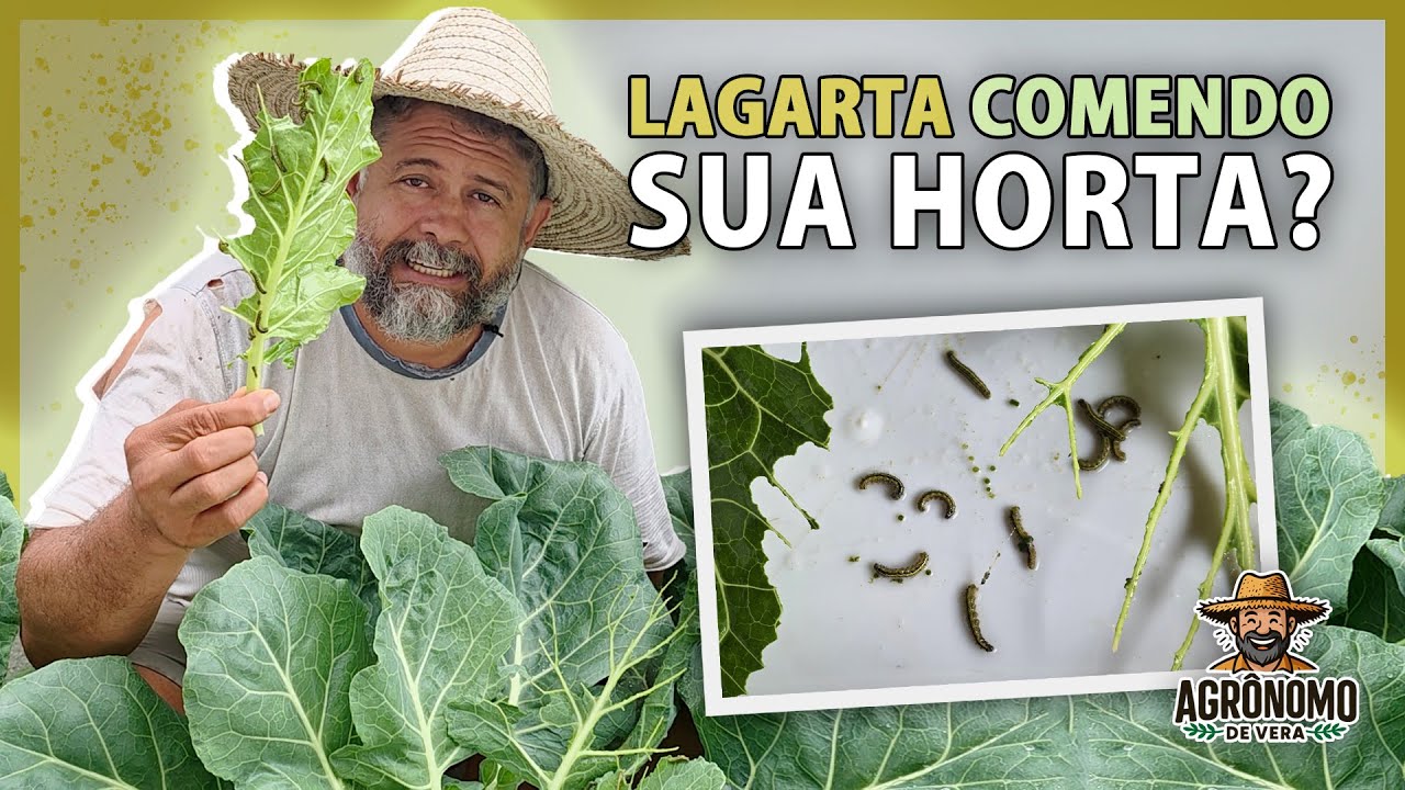 Como ELIMINAR as LAGARTAS em segundos