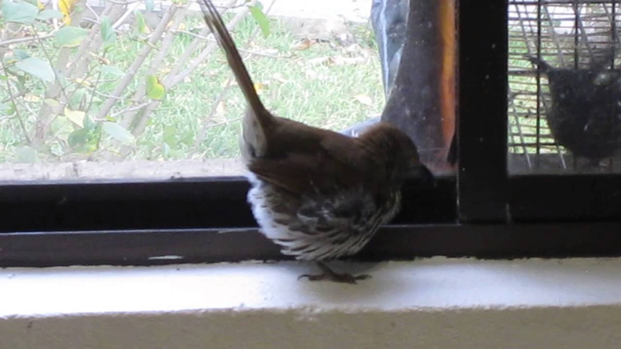 CUITLACOCHE , Toxostoma Longirostre cortejando.