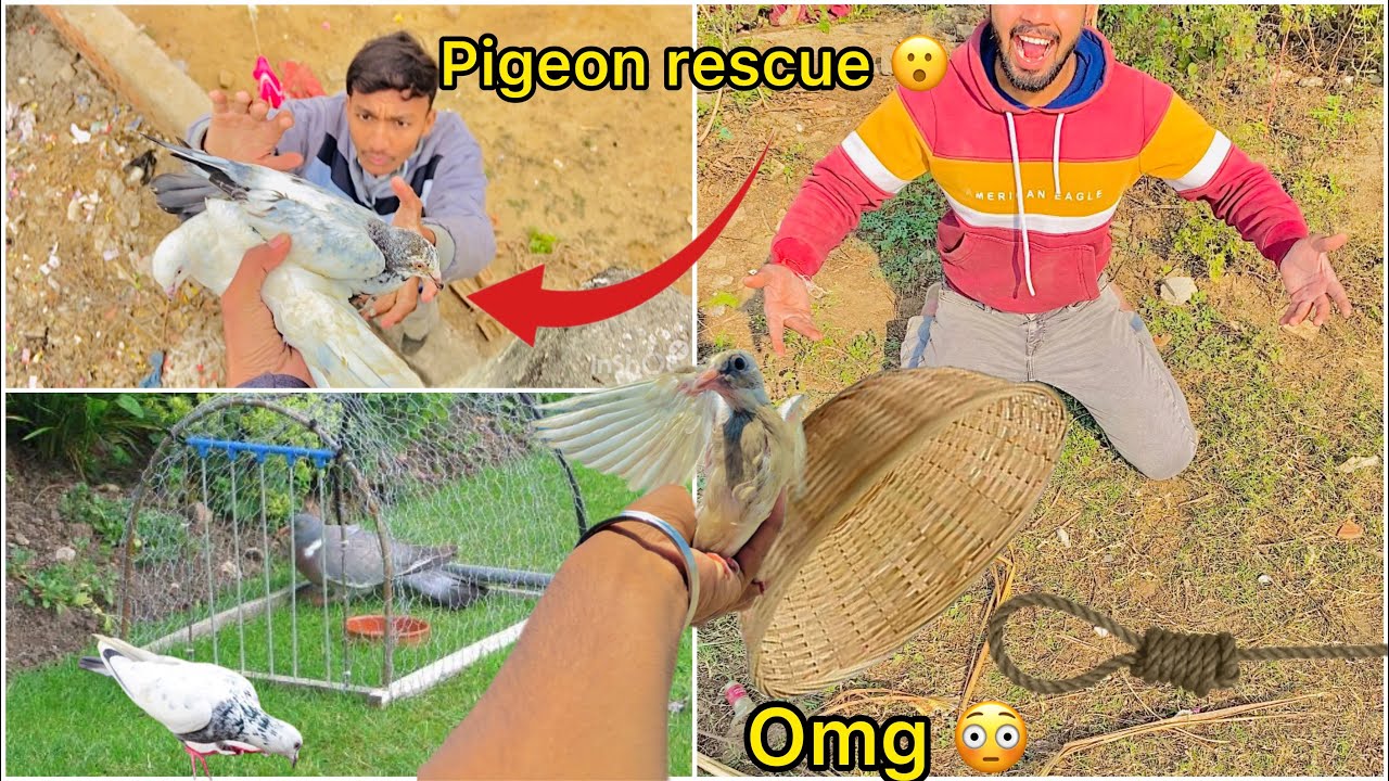 2 kabutar rescue kiya 😍 ( White pigeon rescue mission 🕊️)