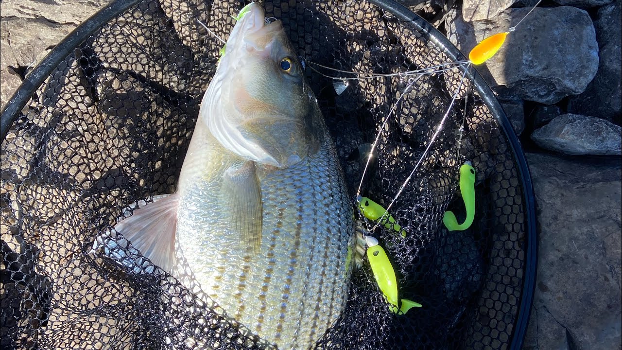BIG Hybrid Striped Bass | Oologah Lake Dam | A Rig | Part 2