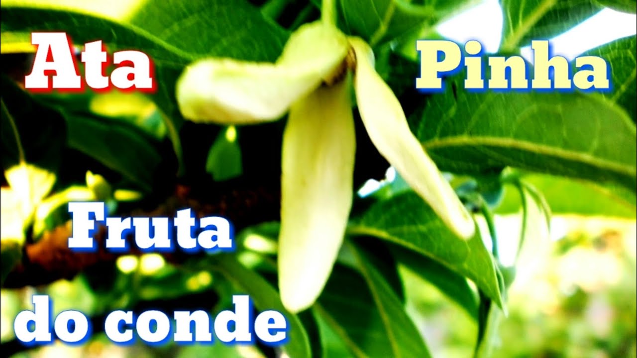 Como polinizar as flores da pinha