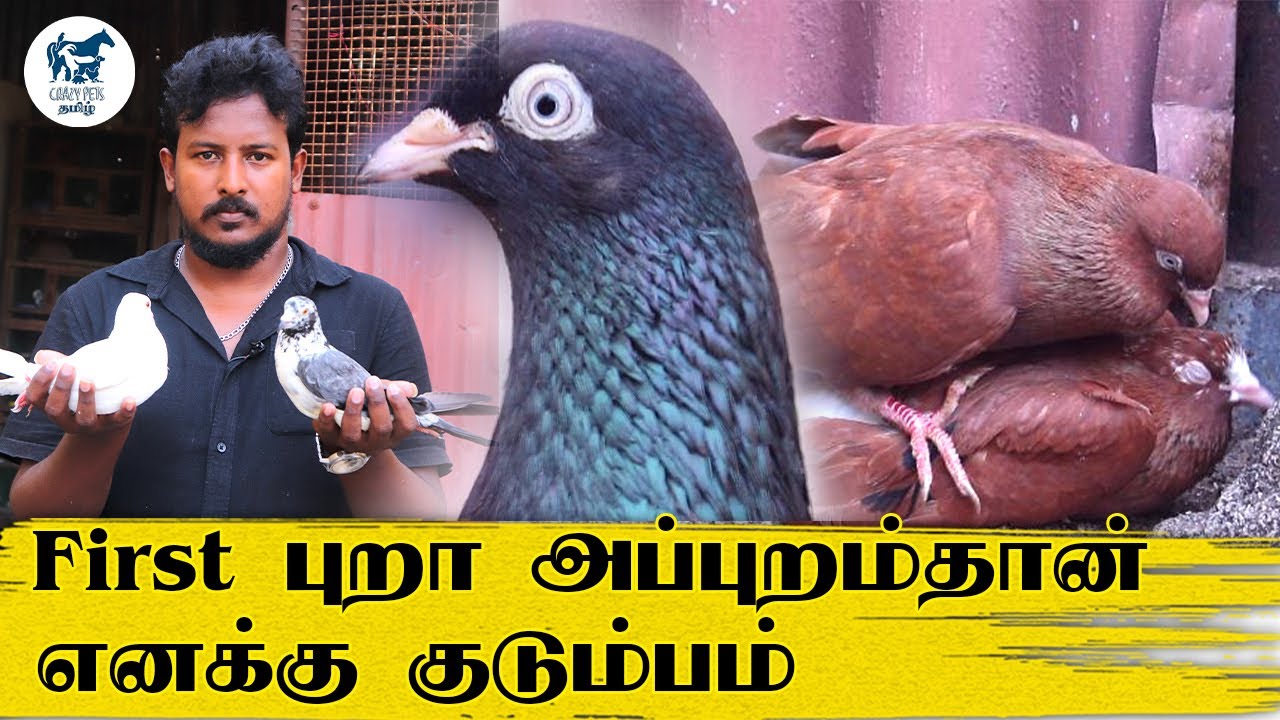 கரணப் புறா, சாதா புறா வளர்ப்பு | Pigeon Valarpu Tamil | Karnapura Pigeon | Timing Pigeon | CPT