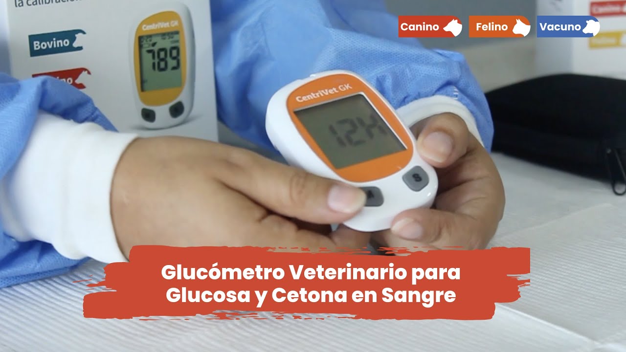 Analizador de glucosa y Cetona en Sangre para uso Veterinario #Centrivet #Glucometro