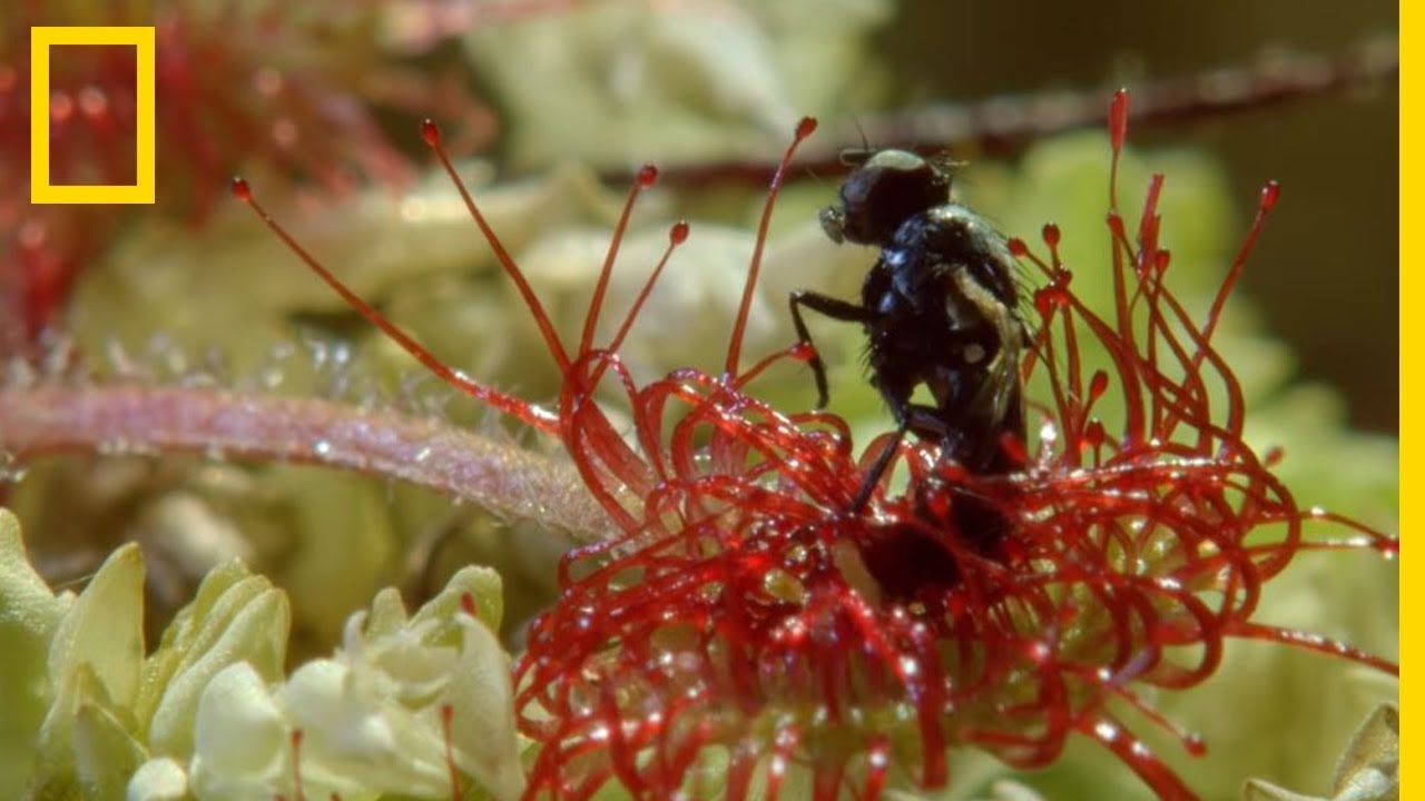 La stratégie de la plante carnivore