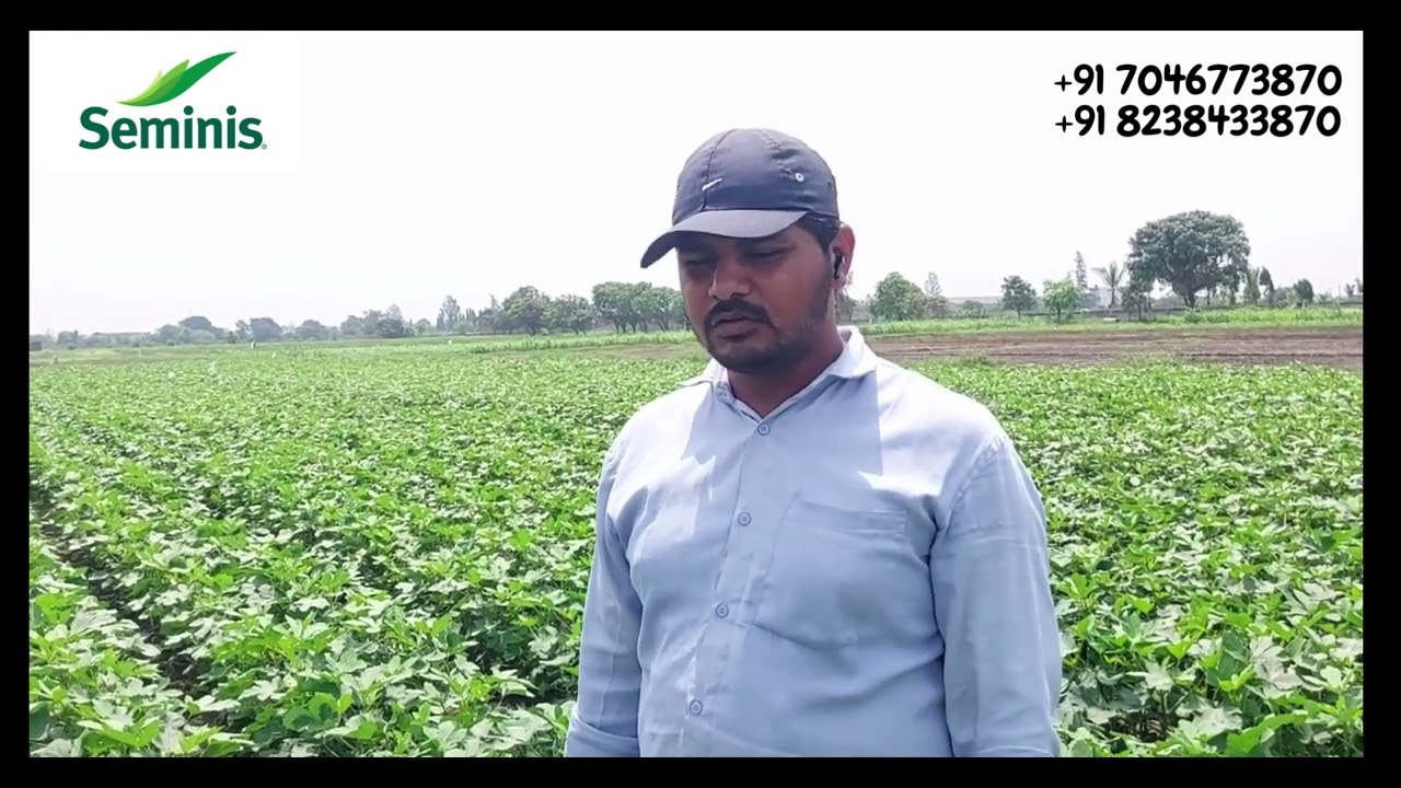 Seminis SVOK 1408, farmer review at Olpad village, surat  gujarat.