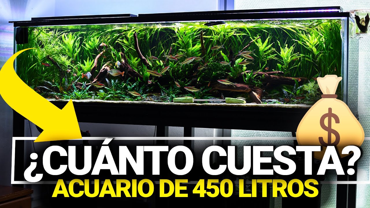 Esto cuesta EL ACUARIO PLANTADO de 450L (Y c&oacute;mo ahorrar en algunos apartados)