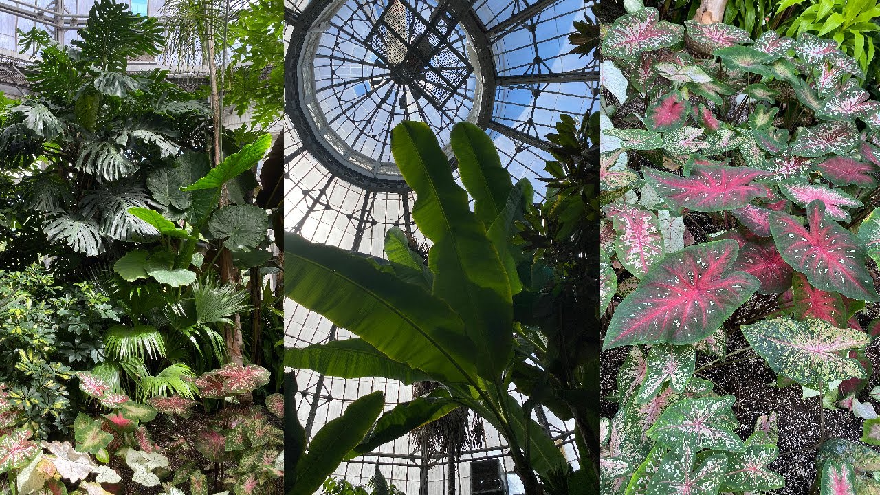 Plant Tour of Allan Gardens Conservatory | Houseplant Vlog