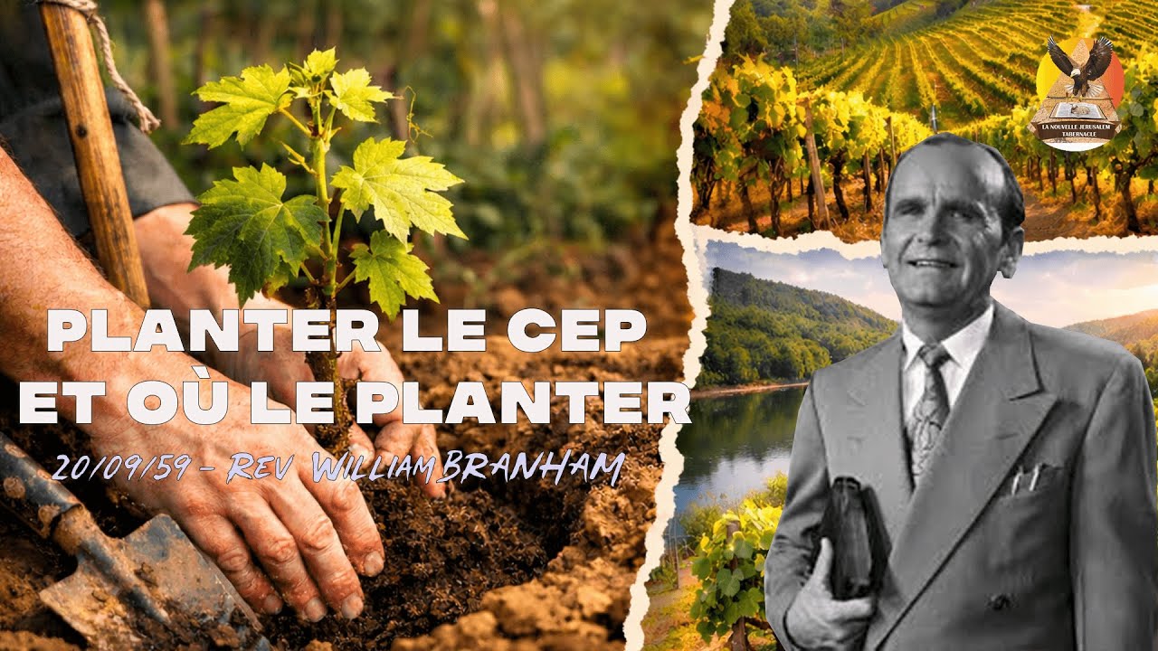 Planter le cep et où le planter