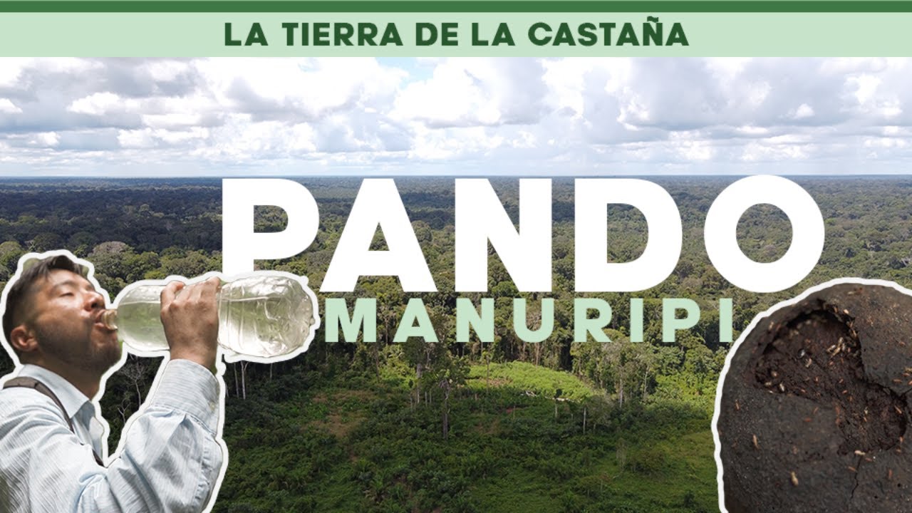 MANURIPI: La Tierra de la CASTAÑA  3/3