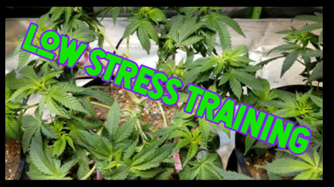 Seed Project 1-12: Remote monitoring of your garden and low stress training.