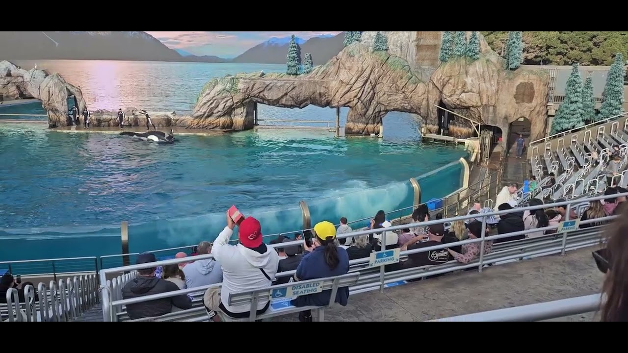 Orcas at Seaworld-San Diego