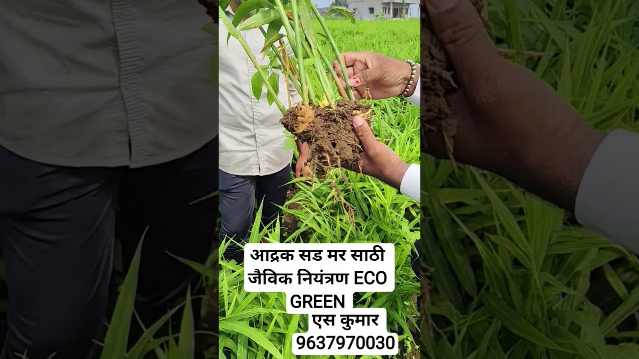 आद्रक सड मर साठी जैविक नियंत्रण ECO GREEN