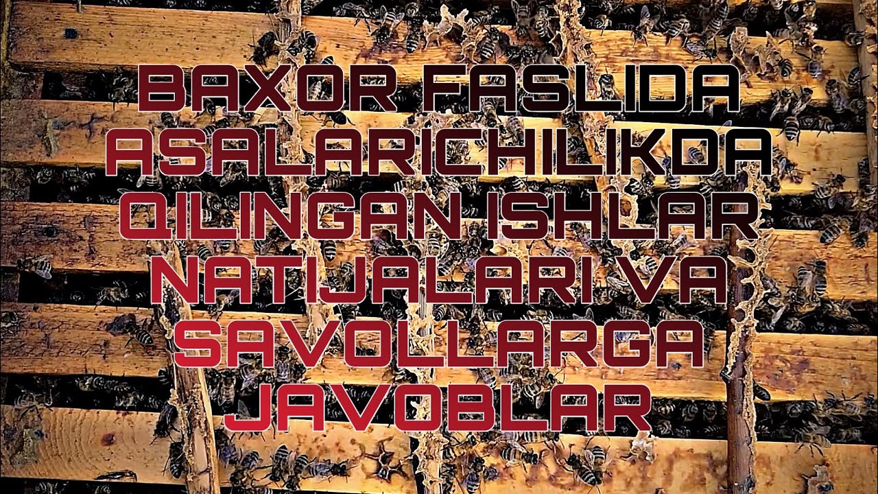 ASALARICHILIKDA BAXOR FASLIDA QILINGAN ISHLAR NATIJALARI VA SAVOLLARGA JAVOBLAR