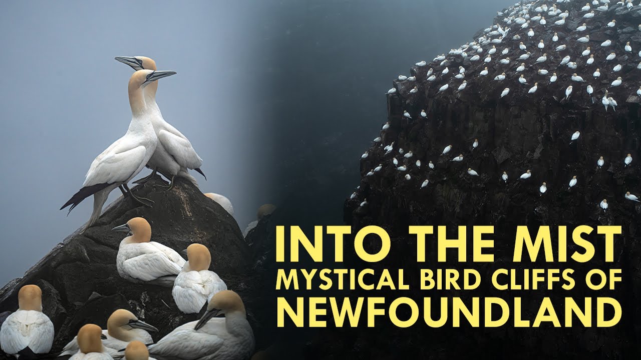 Into the Mist | Mystical Bird Cliffs of Newfoundland