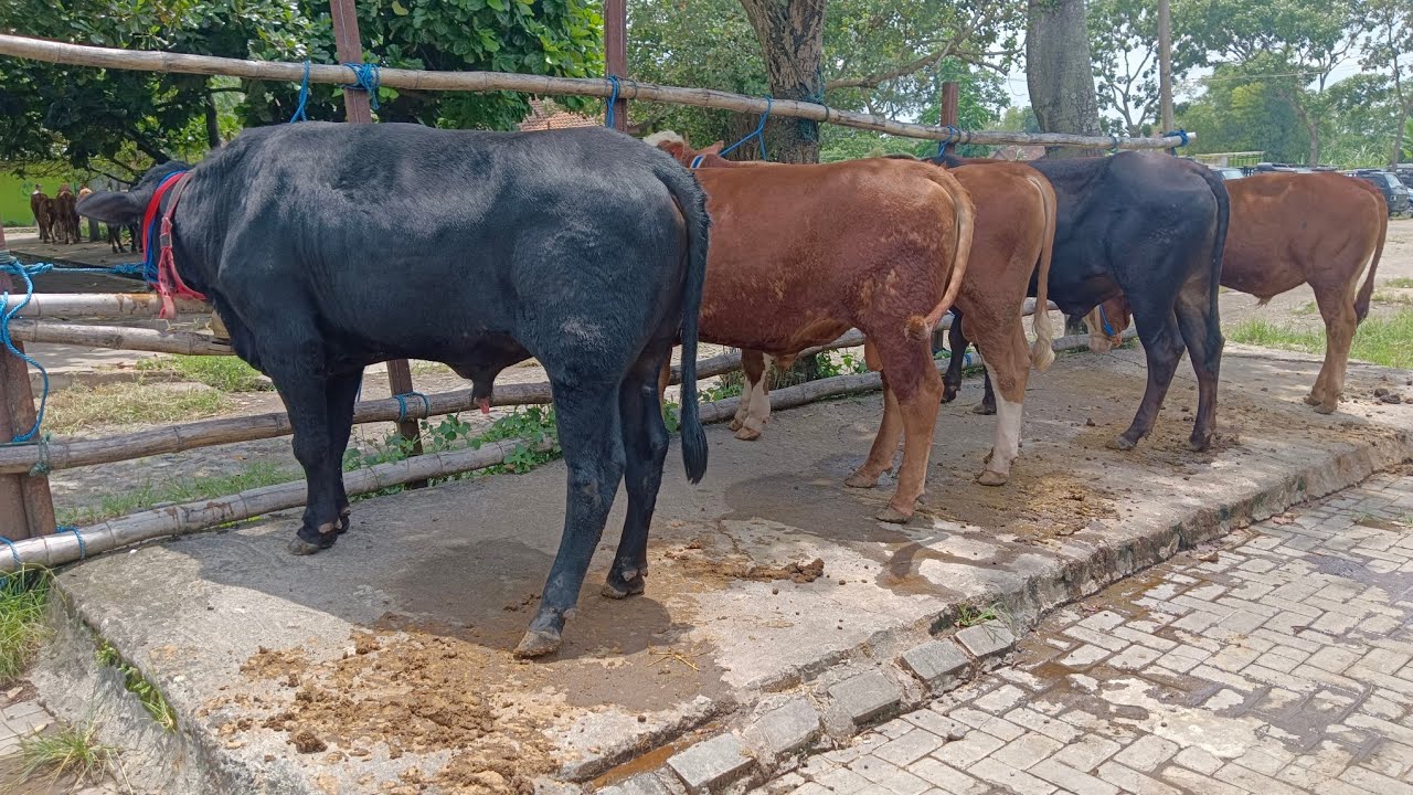 Harga sapi bakalan jantan pak prio Pasar hewan Muntilan 7 Februari 2026