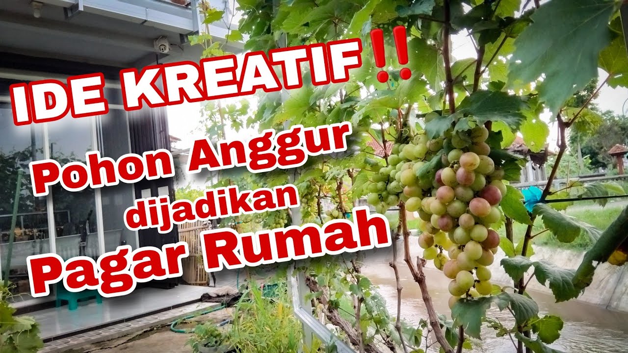 EPS 65 - IDE KREATIF‼️ POHON ANGGUR DIJADIKAN PAGAR RUMAH