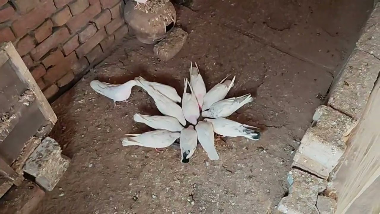 48 / 365 sabhi kabutero ki par nikal di aaj 😭😭