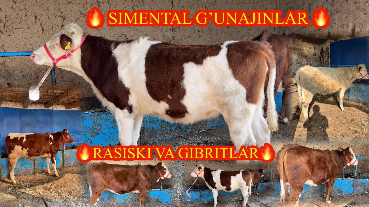 🔥O’ZIMMI SIMENTAL G’UNAJINLARIM SOTUVGA QO’YILDI 🔥 99 646 50 16 TOSHKENT