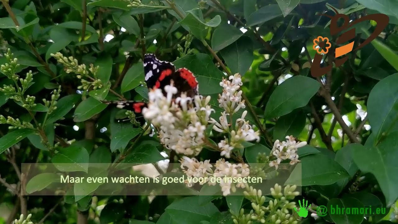 Liguster Ligustrum bloei en snoei