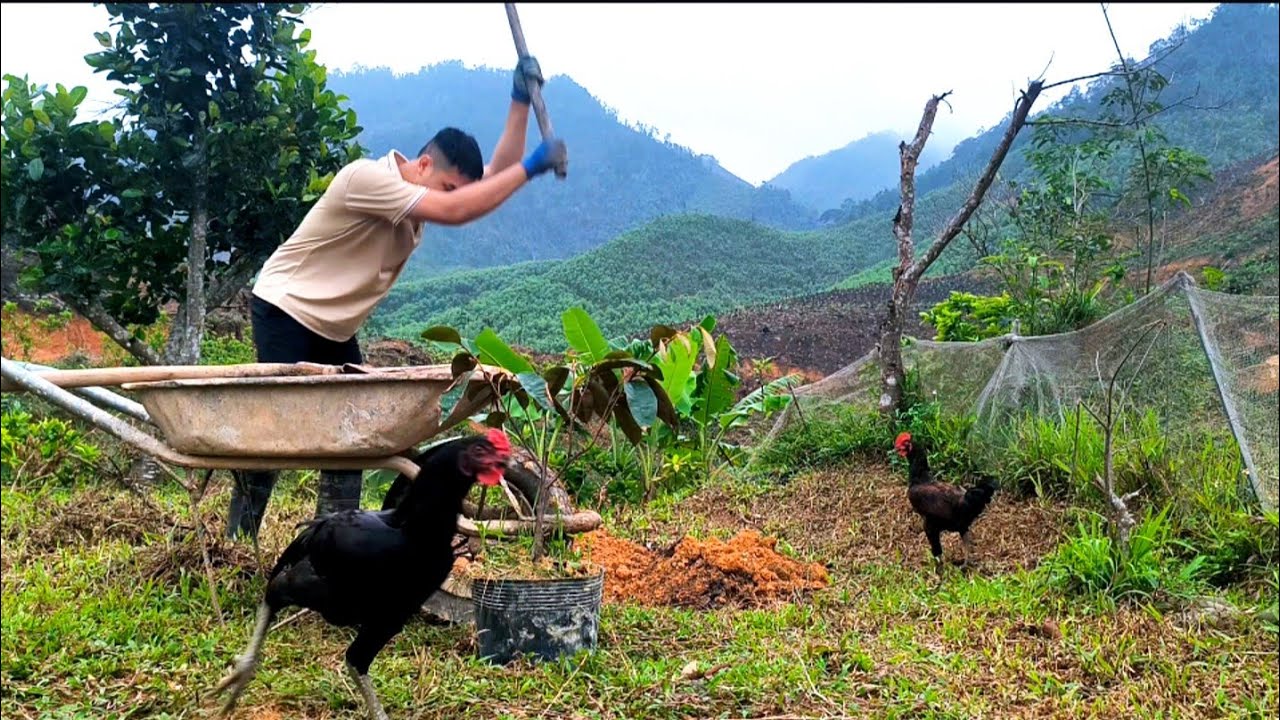 Planting a Lo Ren Star Apple Tree &ndash; Building My Dream Garden