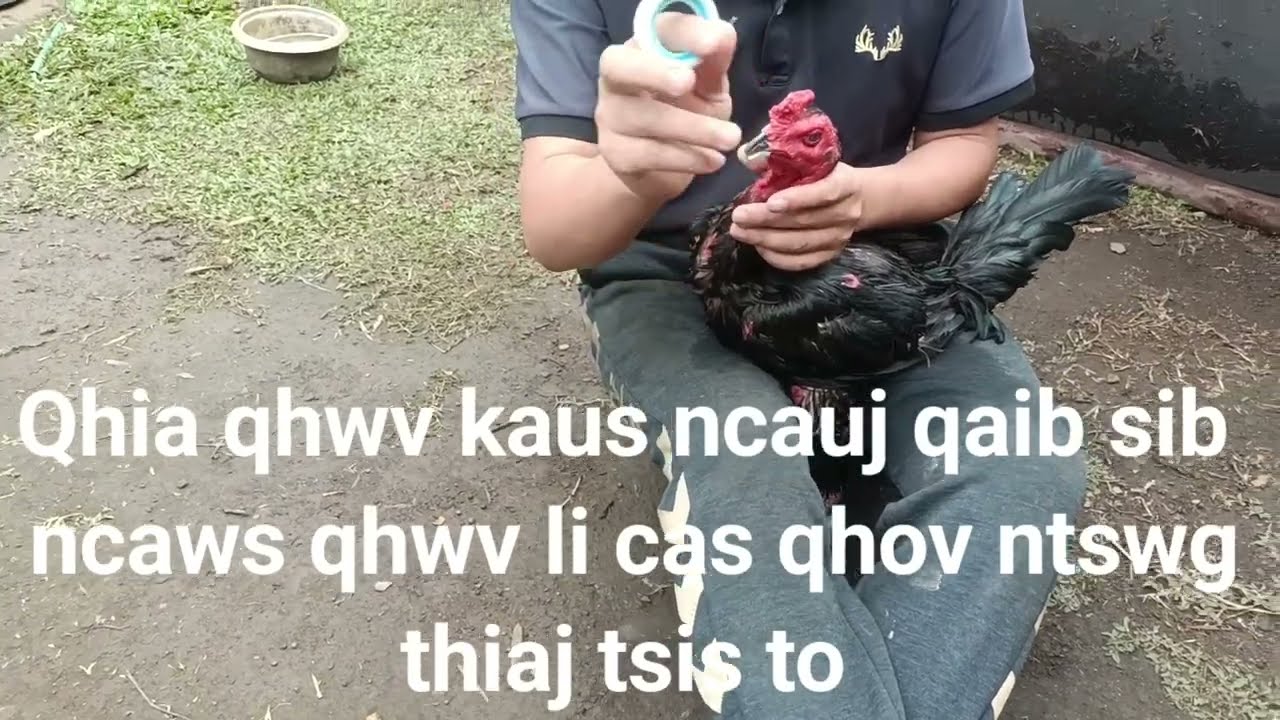 Qhia qhhwv kaus ncauj qaib kom qhov ntswg txhob to
