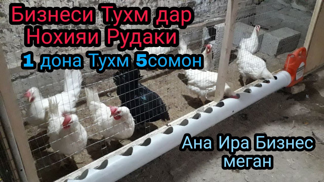 Бизнеси Тухм дар Н.Рудаки 400$ даромад фойда Душанбе Точикистон Мурги Декалб Уайт мургпарвари