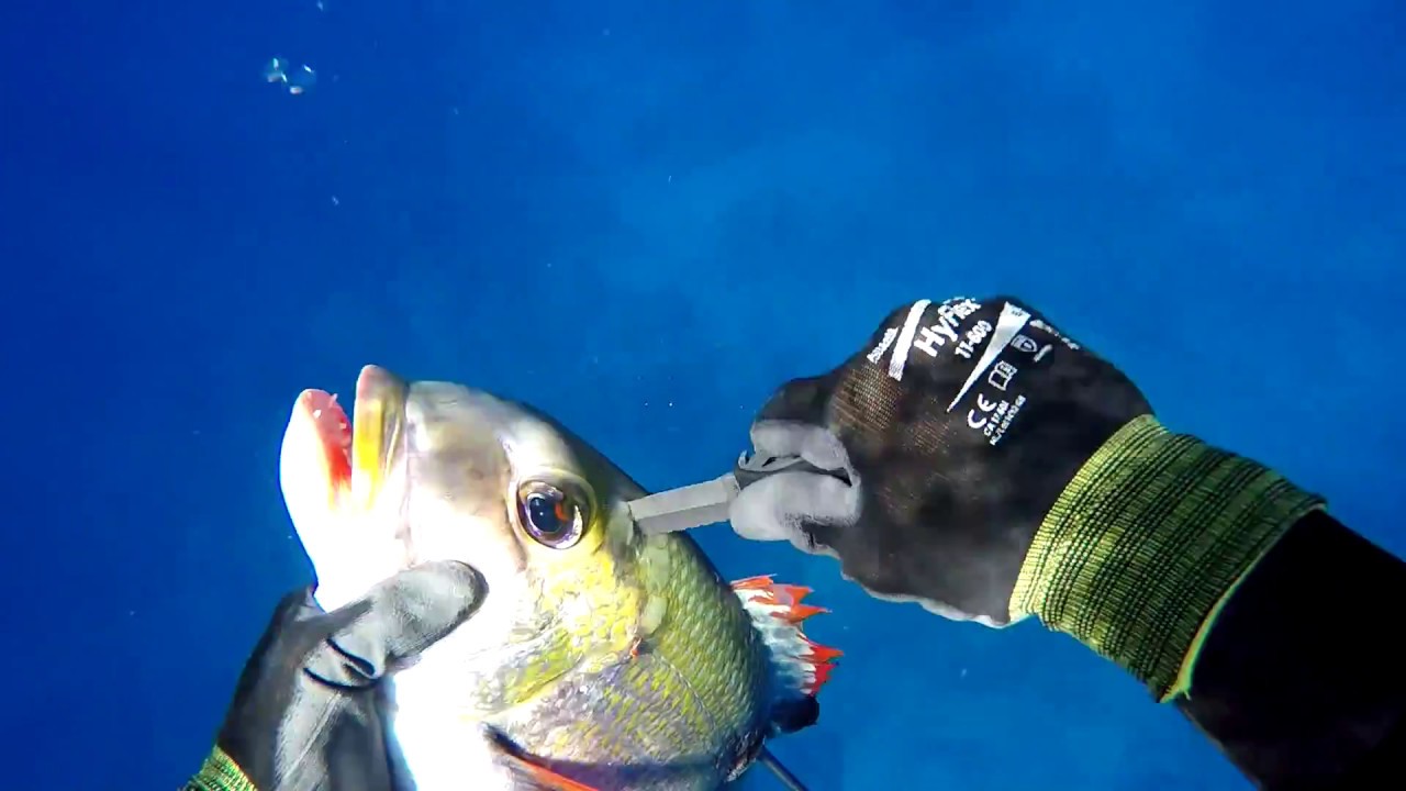 Spearfishing and freediving in Hawaii.