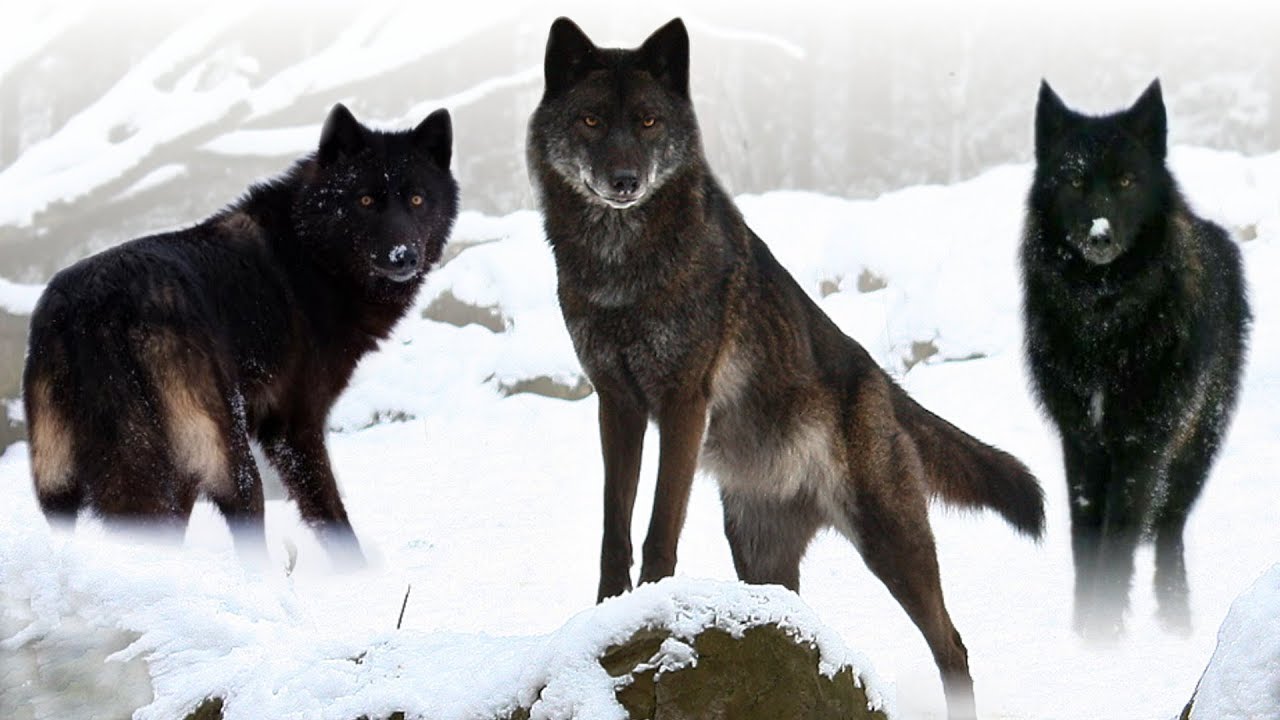 10 Blackest Majestic Animals on this Planet