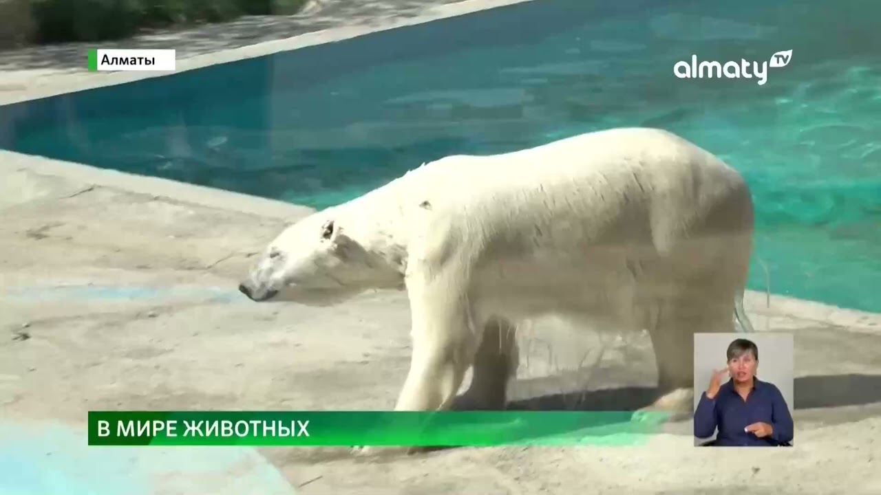 Как бегемоты и шимпанзе изучают казахский язык в Алматинском зоопарке