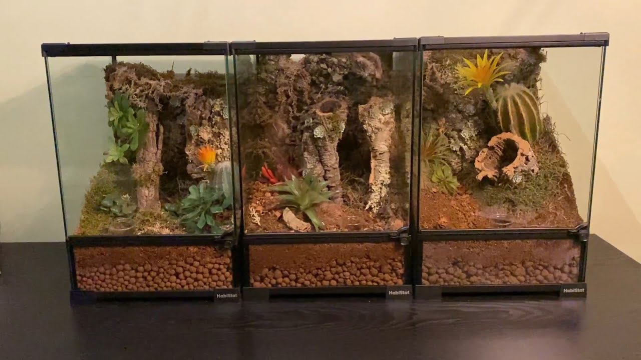 Rehousing  3 adult arboreal spiders, Psalmopoeus irminia 2x & Poecilotheria fasciata
