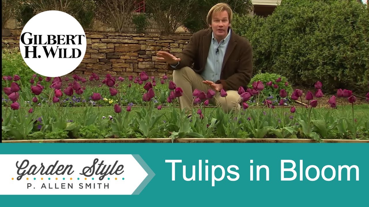 Tulips in Bloom | Garden Home (806)