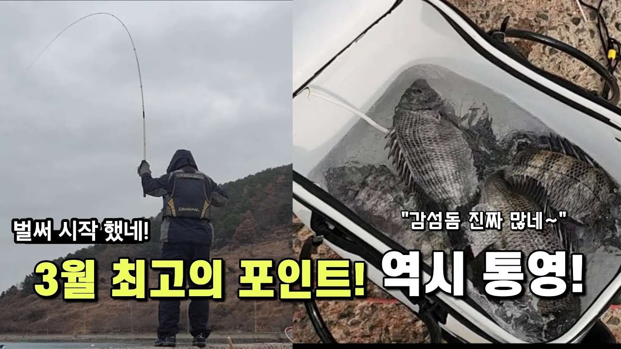 벌써 시작 했네요~3월 최고의  감성돔 포인트  다녀 왔습니다.