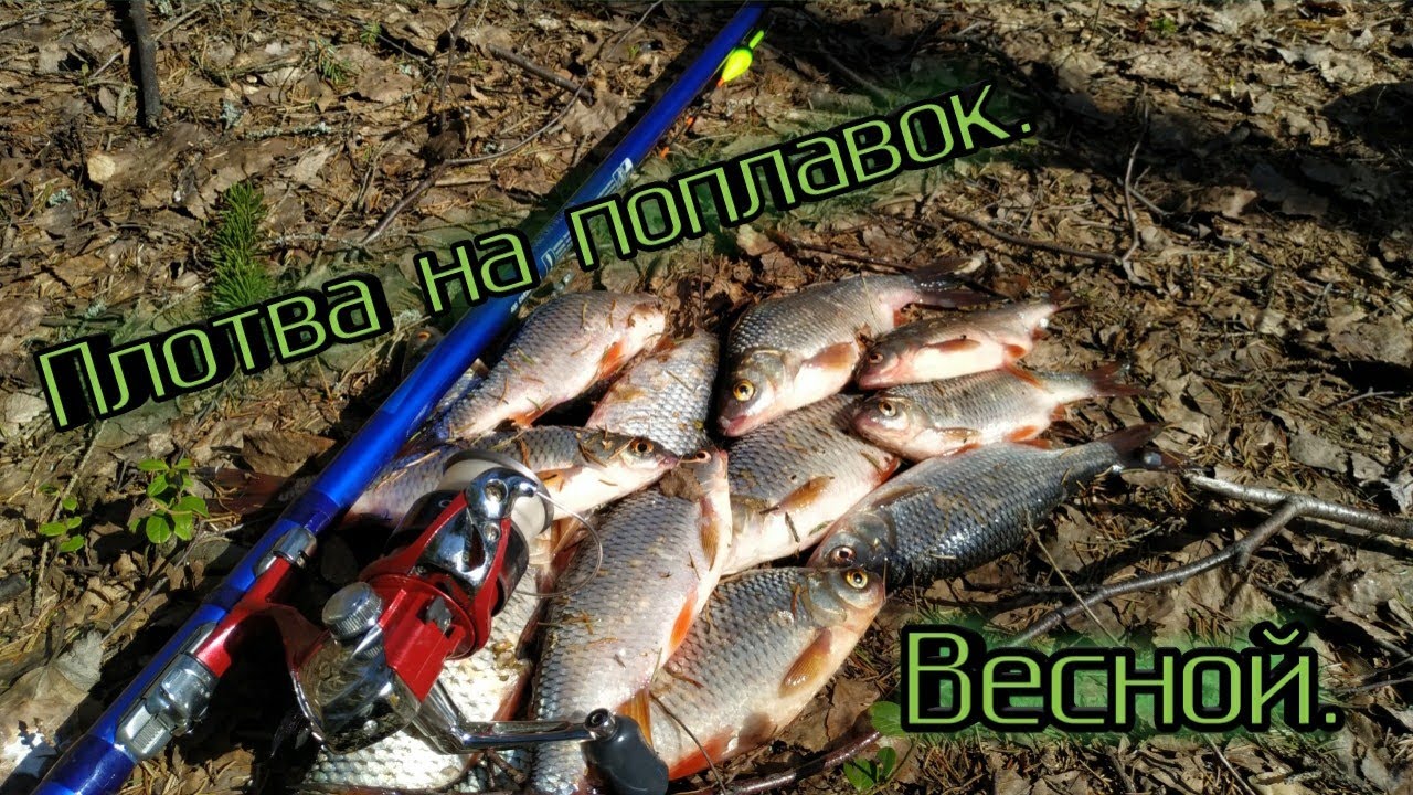 Ловля плотвы на поплавок весной. Как собрать поплавочную снасть. Выдрали браконьерскую сеть.
