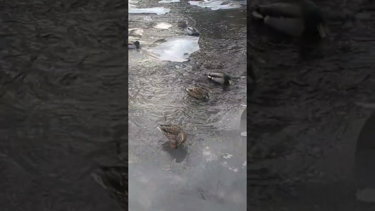 A walk in the park ft. the Duck gang 
