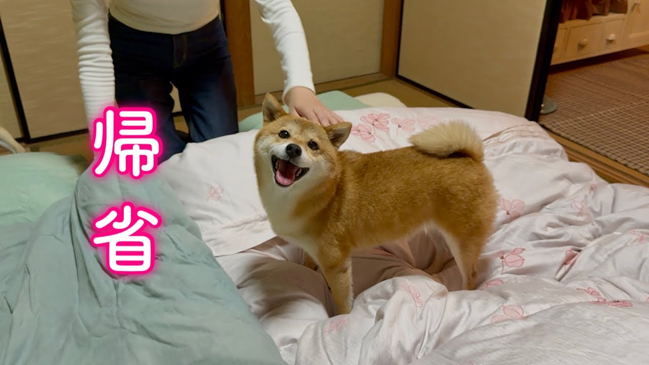 ママの実家に帰省すると誰よりもはしゃいで大喜びする柴犬が可愛い