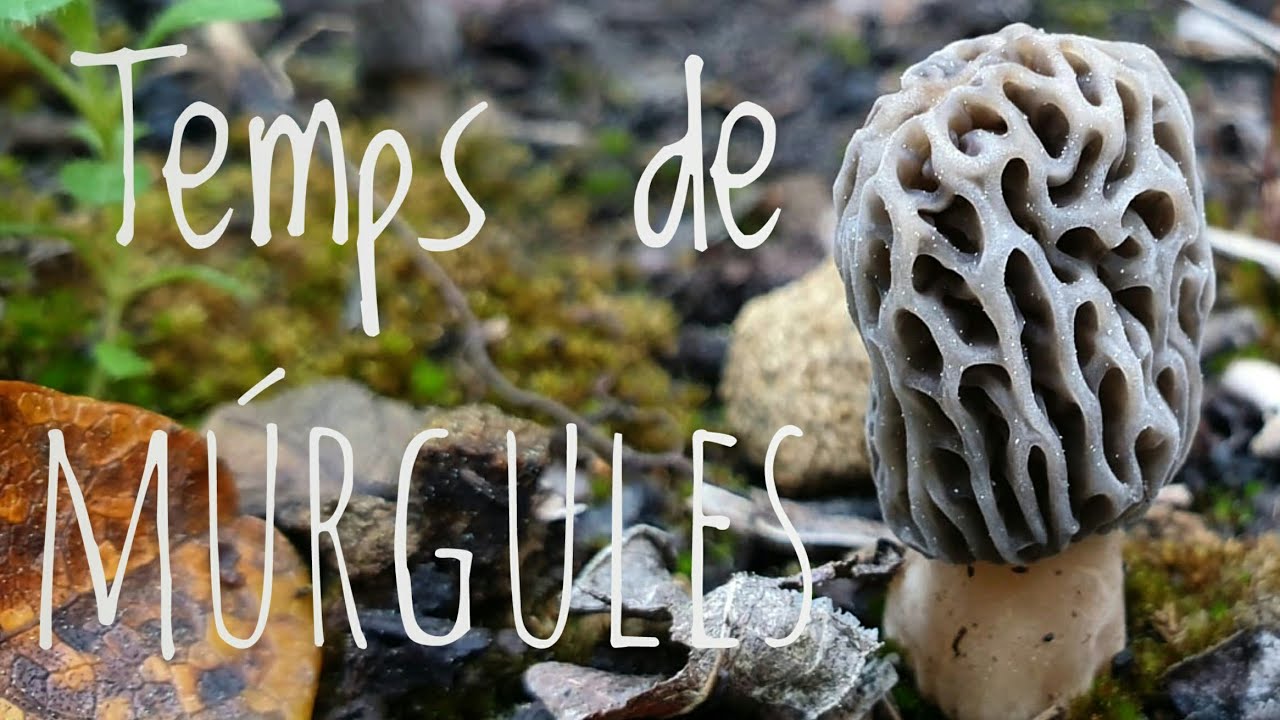 Temps de Múrgules / Colmenillas
