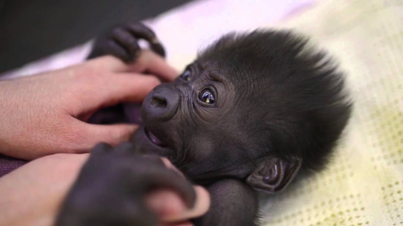 Bristol Zoo's baby gorilla is as cute as ever