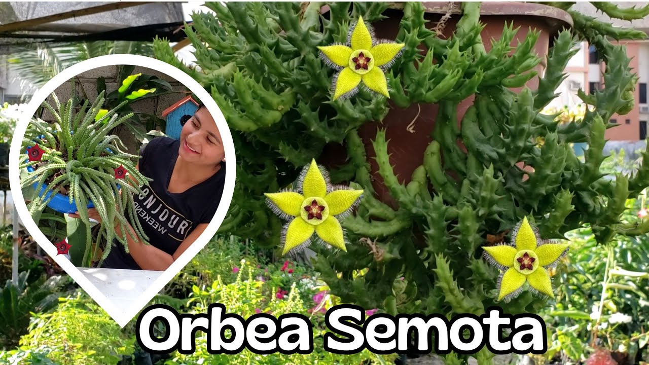 Cómo cuidar la Orbea semota y tener flores todo el año