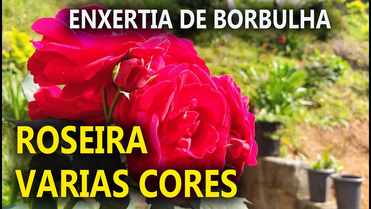 Roseira Enxerto de Borbulha com Varias Cores com Silvio Hashiguchi