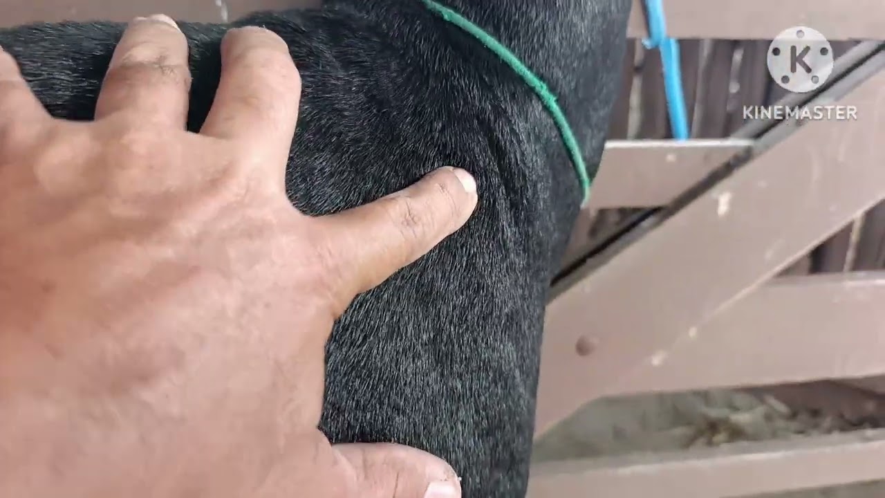 Deve ter muito cuidado com controle dos seus animais