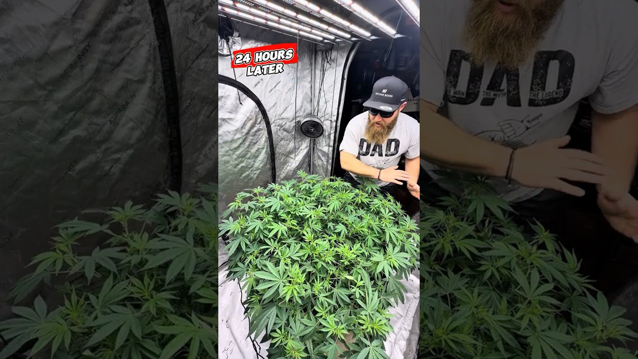 NEW Training method for massive indoor yields!!