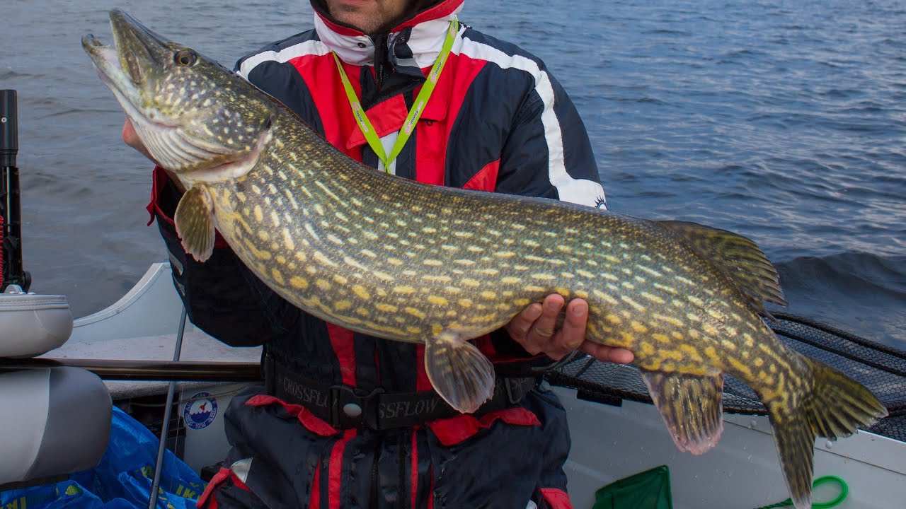 Gädda 10kg+ del 0.9