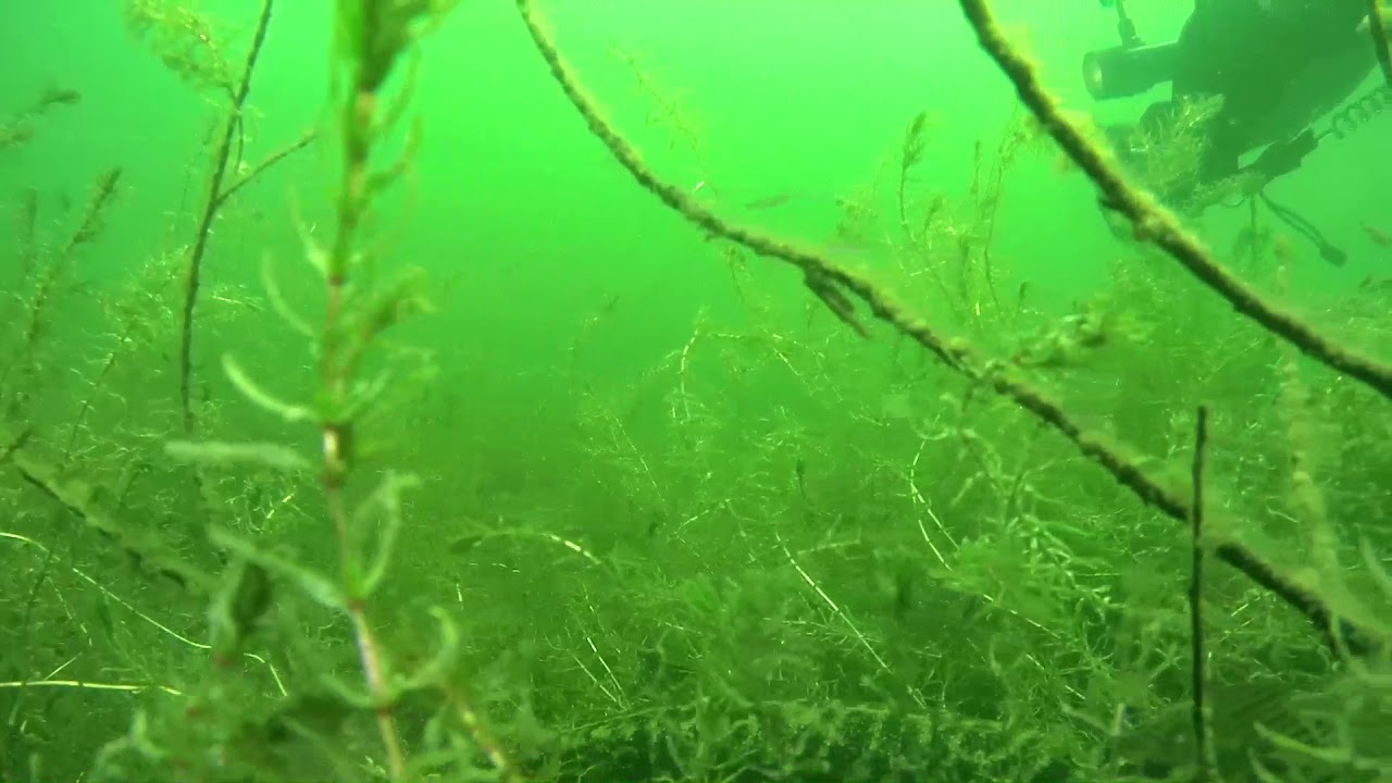 Tijningenplas Zaltbommel snoek voorntjes Waterman Dive Team Center duiken