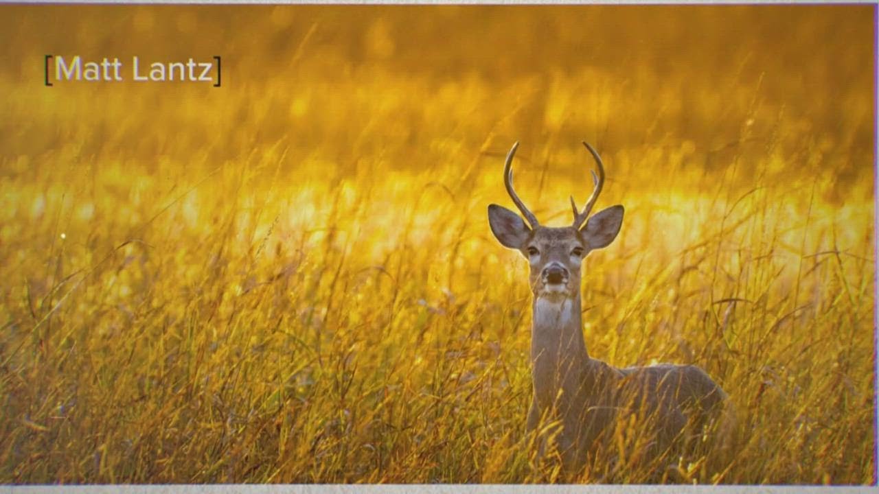 Explosion of fall color: WFAA viewers share beautiful photos of Texas autumn